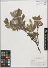 Foto von Salix glauca L.